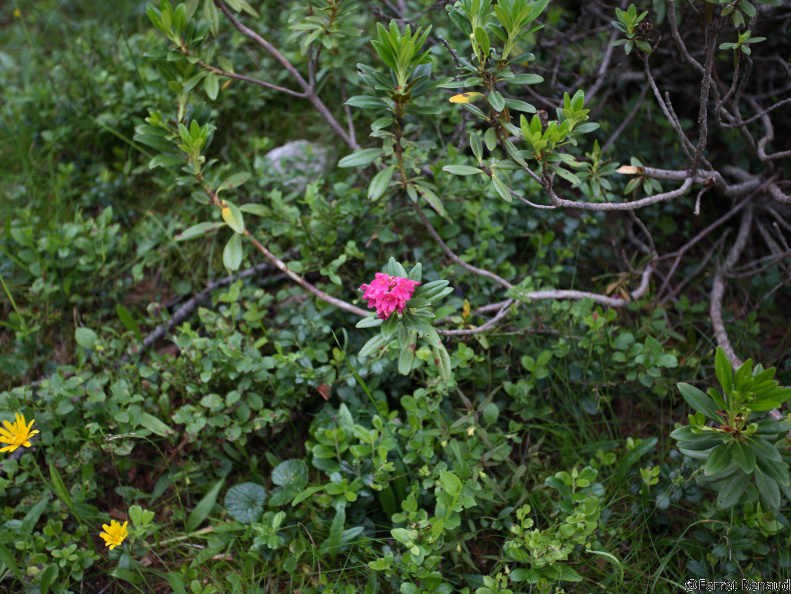 FL IMG 3792